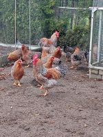 Bielefelder Kennhuhn Küken Eintagsküken und Lakenfelder Baden-Württemberg - Neukirch Vorschau