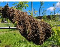 Bienenschwarm im Garten? Ich hole ihn kostenfrei ab. Mecklenburg-Vorpommern - Rostock Vorschau