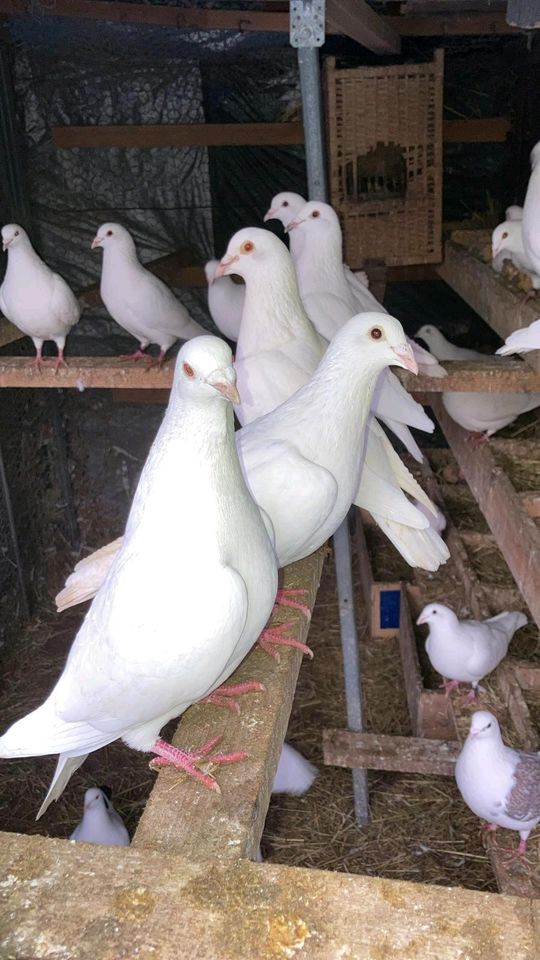 Tauben Hochzeitstauben in Celle