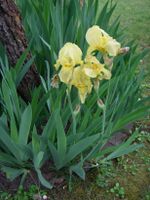 Schwerlilien Lilie Gartenpflanze Garten Pflanze gelb Bayern - Niedernberg Vorschau