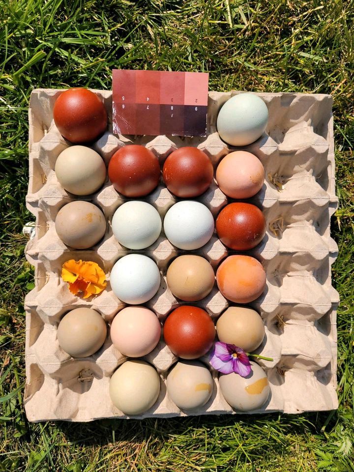 Naturbunte, frische Eier von glücklichen Hühnern! in Hüttblek