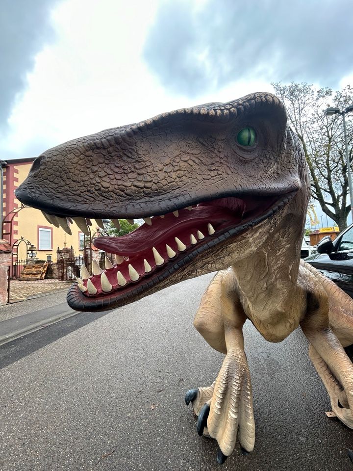 Velociraptor Atrociraptoros T-Rex Dinosaurier Dino  Freizeitpark in Herbolzheim