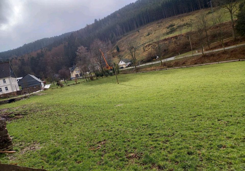 Offenstallplatz an lieben Friesen zu vergeben in Kirchhundem