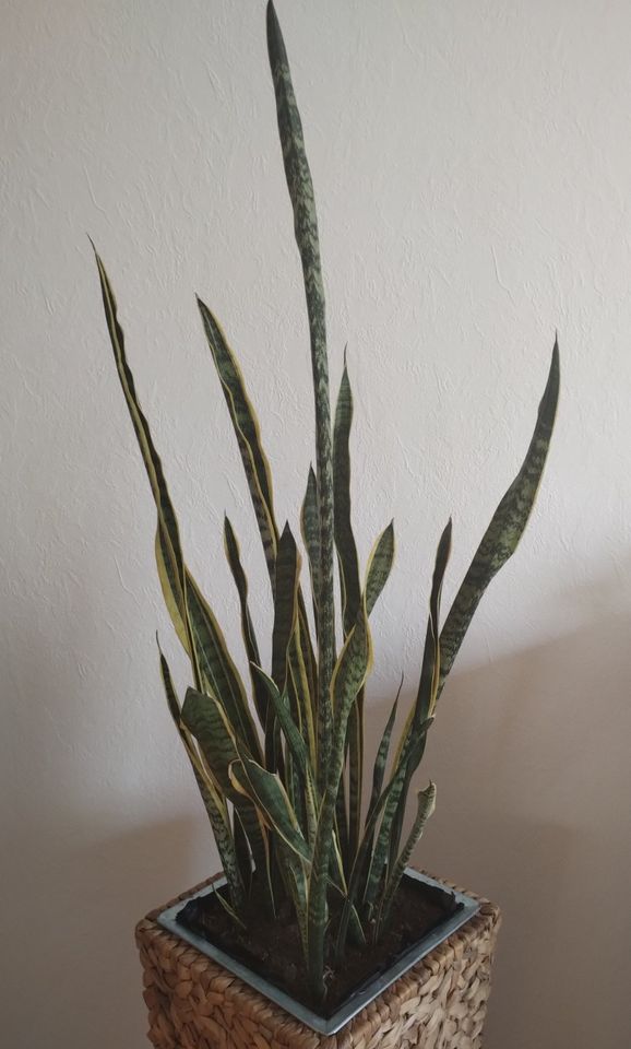 Sansevieria Schwiegermutterzunge Bogenhanf in Hilden