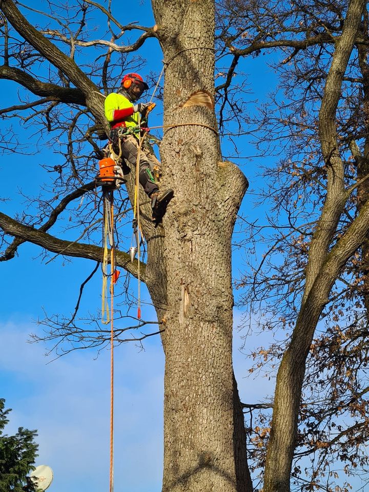 Baumfällung/ Baum Fällen/ Sturmschaden in München