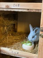 Kaninchen Helle Groß Silber Sachsen - Reichenbach (Oberlausitz) Vorschau