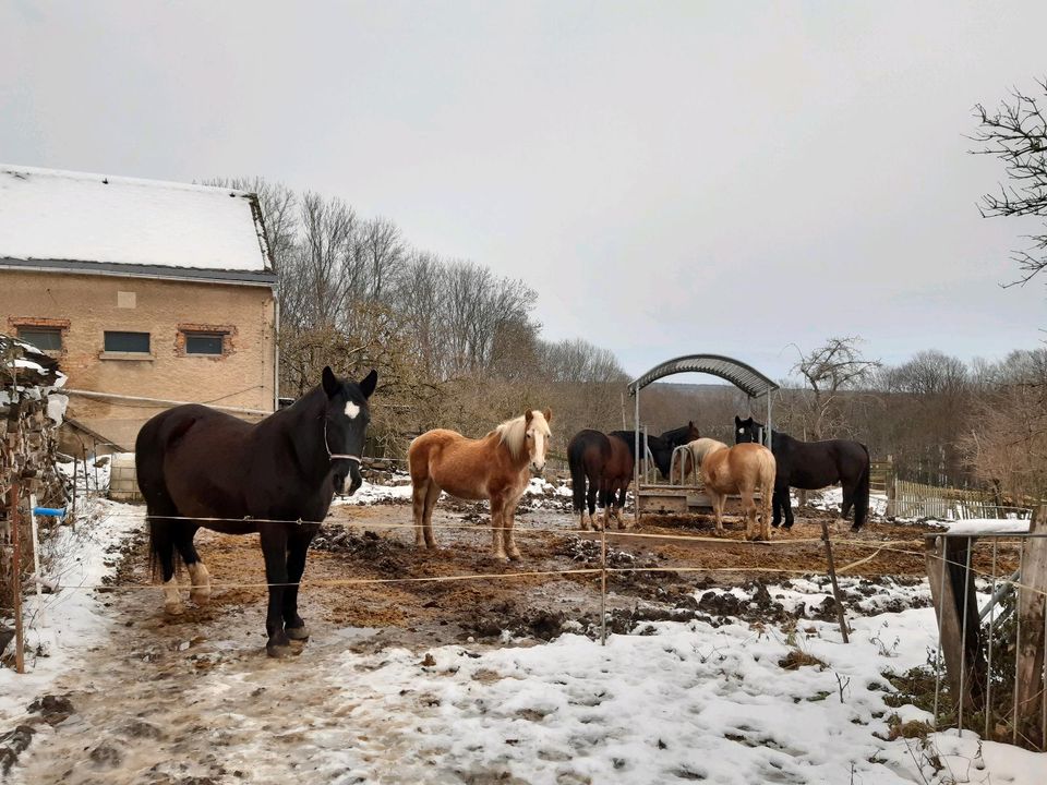 Offenstall, Weide, Laufstall, Box in Collmen