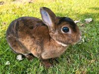 Zwergkaninchen zwergrex Mini Kaninchen Hasen Niedersachsen - Hage Vorschau