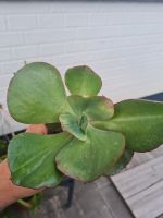 Echeveria Suyon Osterholz - Ellenerbrok-Schevemoor Vorschau