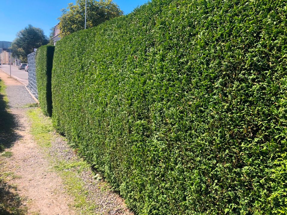 Grünpflege, Gartenbau, Hecke schneiden, Mäharbeiten, Beratung in Zeulenroda