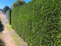 Grünpflege, Gartenbau, Hecke schneiden, Mäharbeiten, Beratung Thüringen - Zeulenroda Vorschau