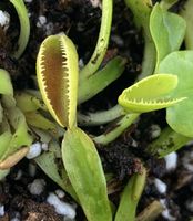 'Microdent' Dionaea  muscipula Venusfliegenfalle Karnivore Saarland - Sulzbach (Saar) Vorschau