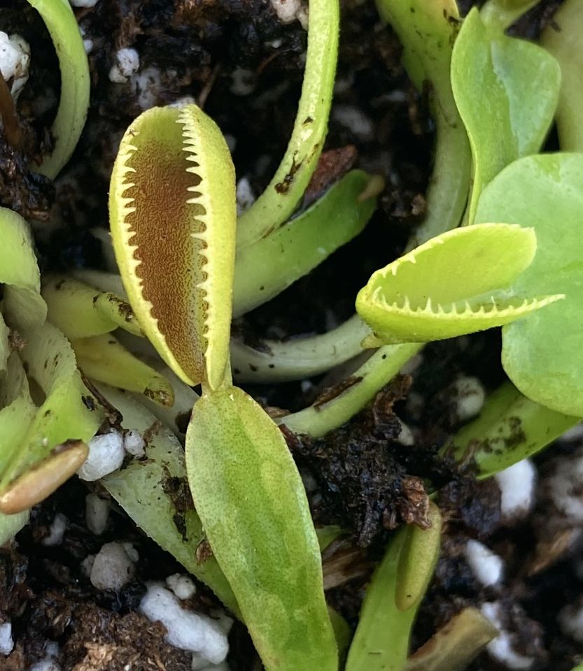 'Microdent' Dionaea  muscipula Venusfliegenfalle Karnivore in Sulzbach (Saar)