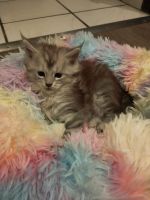 Petbett Katzen Hunde Kuschelkissen Regenbogen 40 cm NEU OVP Nordrhein-Westfalen - Dormagen Vorschau