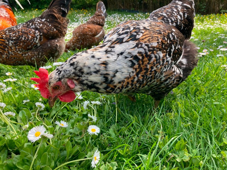 10 Bruteier von Schwedischen Blumenhühnern in Haßloch