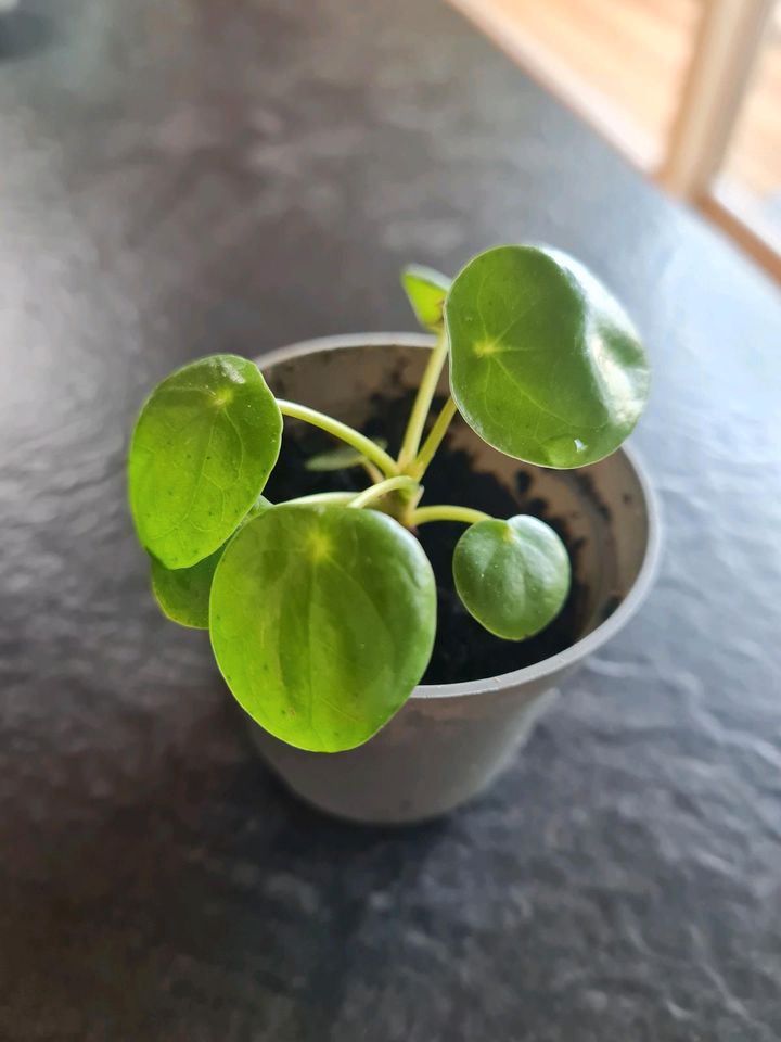 Baby Pilea / Ufopflanze zum tauschen in Eggstätt