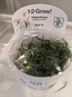 Aquariumpflanze Helanthium tenellum'Green' von Tropica Nordrhein-Westfalen - Spenge Vorschau