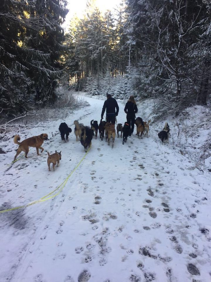 Professioneller Gassi-Service Kassel dogwalking Hundebetreuung in Kassel