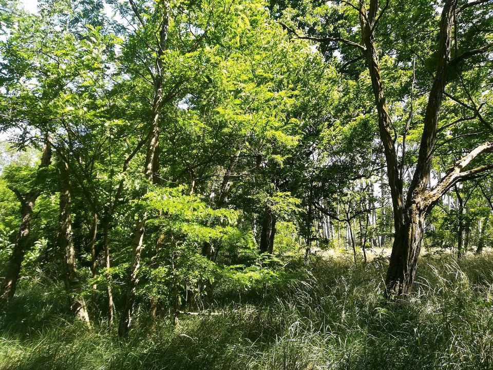 Waldgrundstück, Forstfläche, Waldstück, Feuchtbiotop,6,1 ha in Havelsee