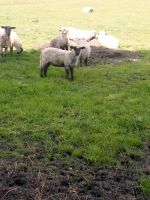 Schafe Lämmer Niedersachsen - Oberndorf Vorschau