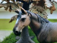 Schleich Hannoveraner Hengst 13649 alt Pferd Niedersachsen - Jork Vorschau