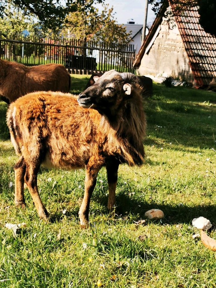 Kamerunschafe Kamerun Schaf eventl Tausch in Pössneck