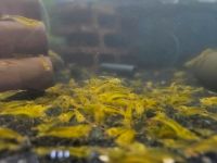 Caridina YELLOW KING KONG YKK Garnelen Leitungswasser Niedersachsen - Loxstedt Vorschau