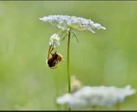 30 Samen Wilde Möhre, Wildblume Schmetterling Schwalbenschwanz Bayern - Baldham Vorschau