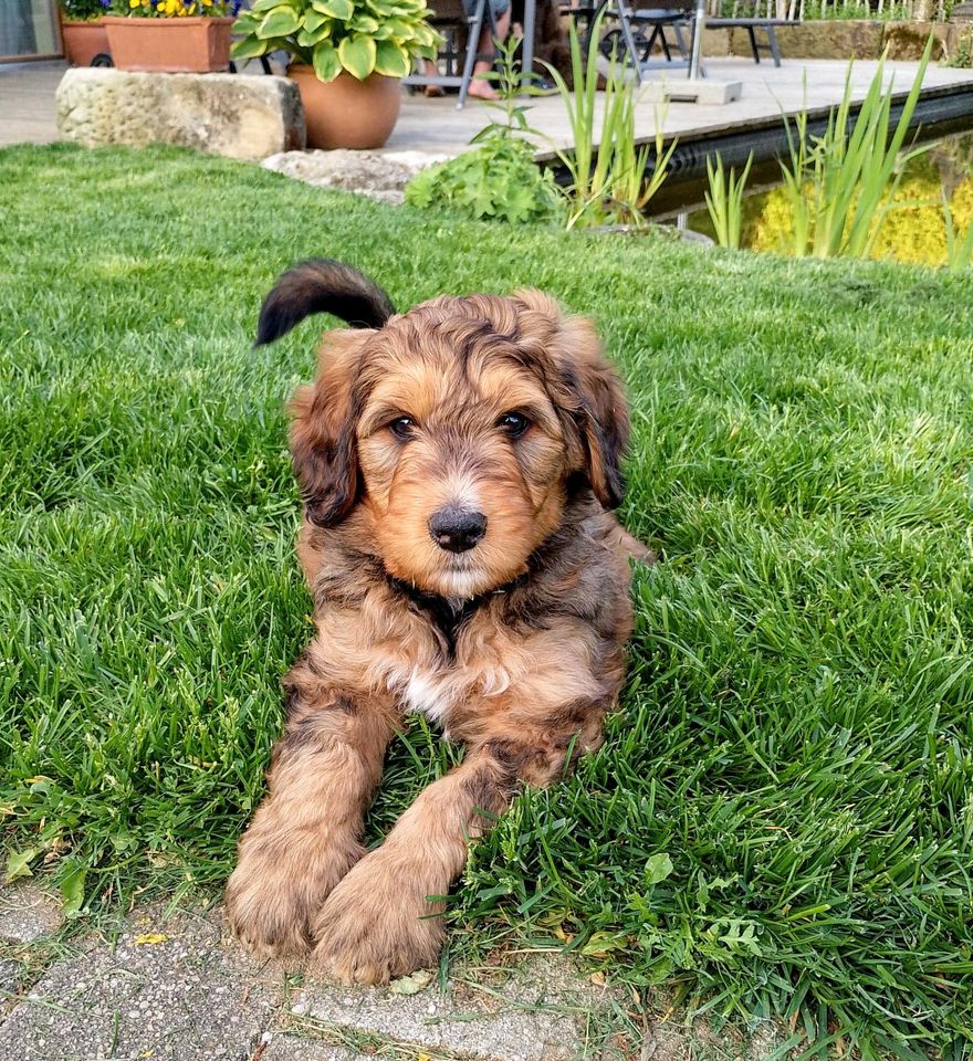 Bernedoodle Welpen, Königspudel, Berner Sennenhund, Doodle in Kirchenthumbach