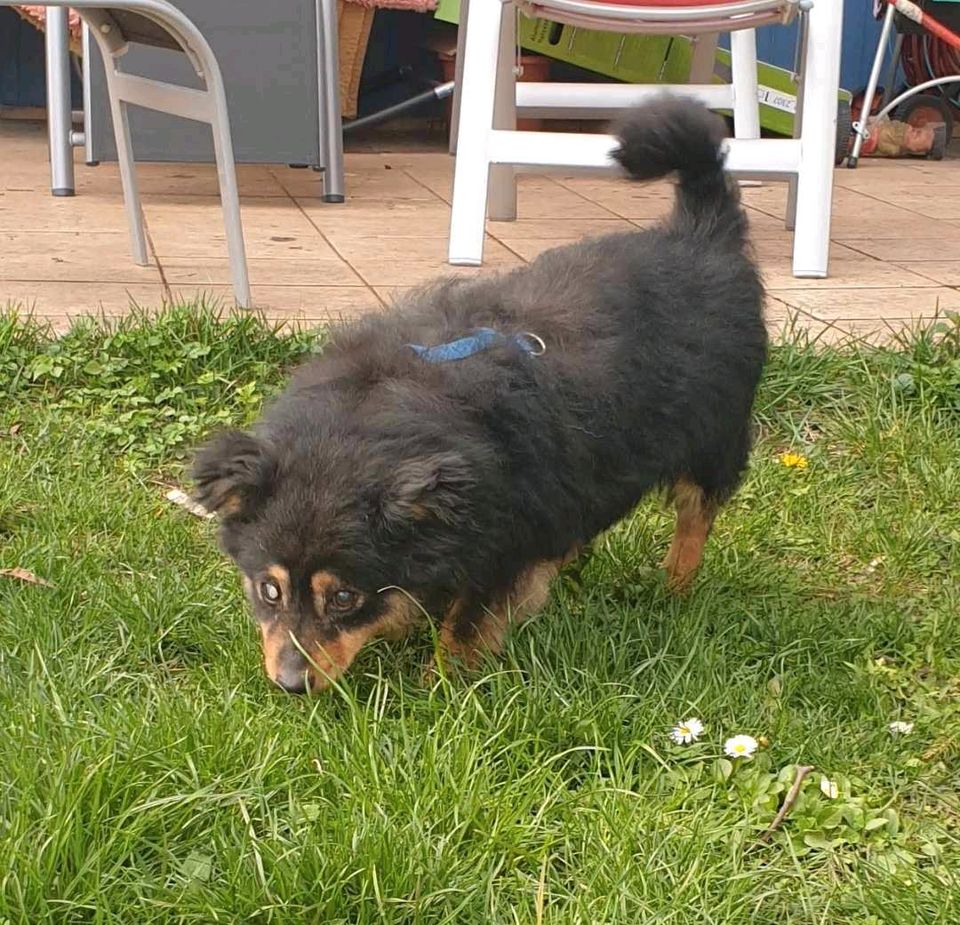 Mika, ca. 10 Jahre, 30 cm, fast blind kleine Hundepersönlichkeit in Dachau