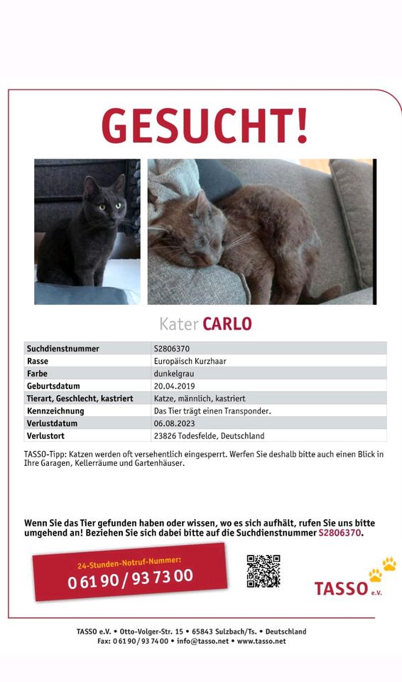 Katze vermisst/gesucht in Todesfelde