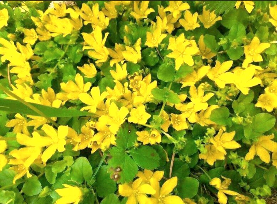 Pfennigkraut Lysimachia nummularia Bodendecker 10 Stck. in Kallmünz