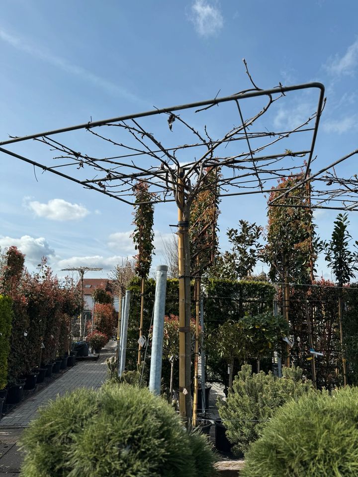 Amberbaum/Liquidambar styraciflua Dachform/Baum/Hausbaum in Rodenbach