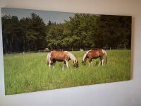 Bild Pferd/Pony Brandenburg - Werder (Havel) Vorschau