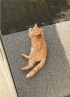 Katze/Kater vermisst Nordrhein-Westfalen - Bünde Vorschau