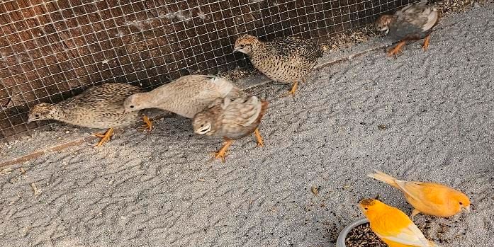 Chinesische Zwergwachteln Eier von Hennen mit Hähnen in Ingolstadt
