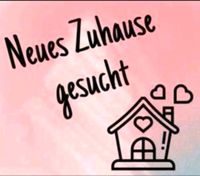 Haus oder Wohnung gesucht Mecklenburg-Vorpommern - Kruckow Vorschau