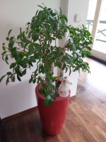 Wunderschöne Zimmerpflanze Bayern - Neusäß Vorschau