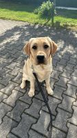 Labrador Hündin Amy sucht ein liebevolles zuhause Bayern - Neumarkt i.d.OPf. Vorschau