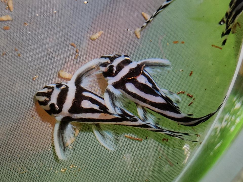 Hypancistrus zebra - L46 - Zebrawels - L-Wels - Aquarium in Dresden