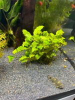 Aquariumpflanze Anubias Batterie var. Nana ‚bonsai (Mini Mini) Bayern - Altdorf Vorschau