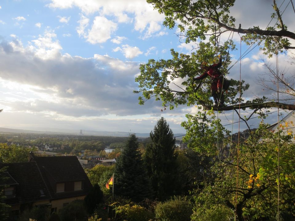 Baumpflege und Baumfällung in und um Koblenz in Koblenz