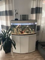 Juwel Aquarium 240 komplett mit Zubehör Nordrhein-Westfalen - Kreuztal Vorschau