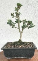 Buchsbaum als Bonsai gestaltet Hessen - Alsbach-Hähnlein Vorschau