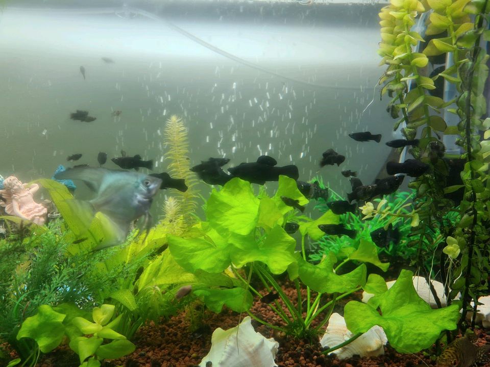 Aquarium Fische schwarze Mollys in Hamburg