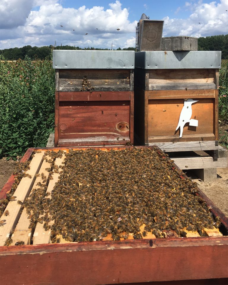 Bienenvölker Bio mit Zertifikat, ZaDant Dadant-kompatibel in Dresden
