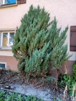 Baum thuja Lebensbaum Baden-Württemberg - Emmingen-Liptingen Vorschau