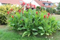 Canna Indisches Blumenrohr sehr dekorative rot blühende Pflanze Bayern - Baiersdorf Vorschau