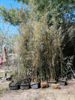 Bambuspflanzen in Tuppen winterhart bis ca 4 Meter Höhe!!! Berlin - Neukölln Vorschau