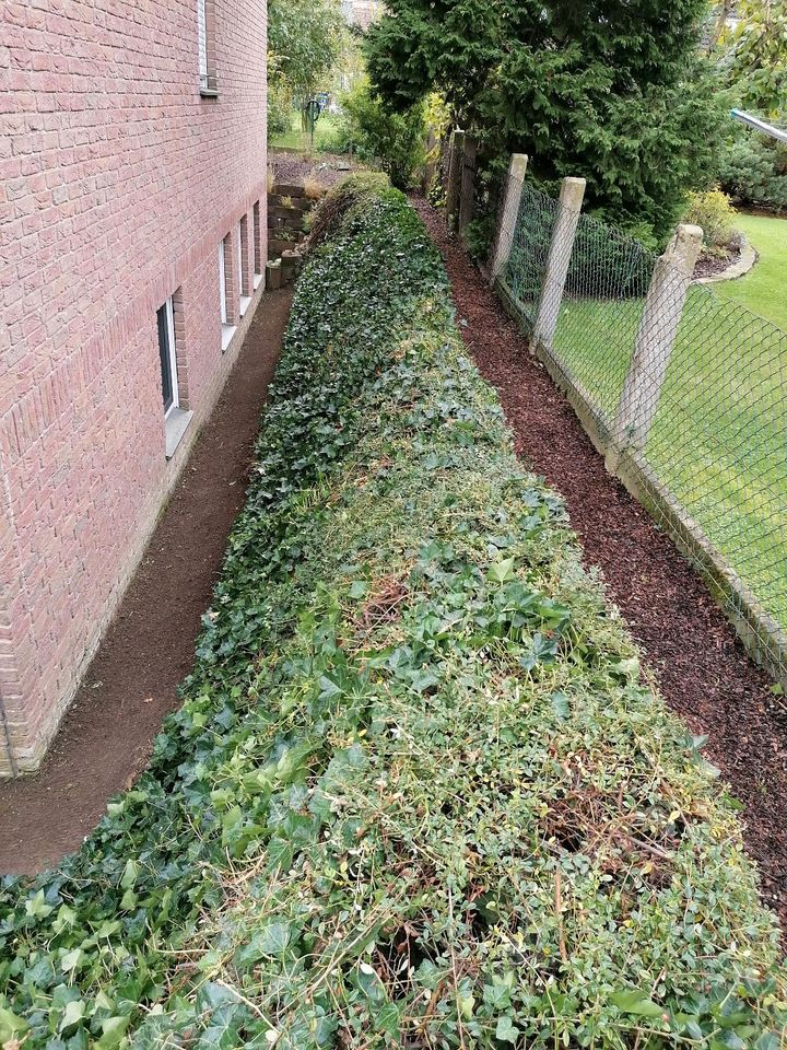 Heckenschnitt Rasenschnitt Gartenpflege Hausmeisterservice in Lübbecke 